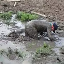fully clothed mud bath